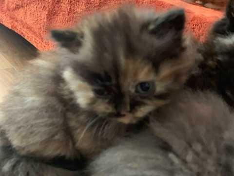 Persian Cross Ragdoll Adorable Kittens