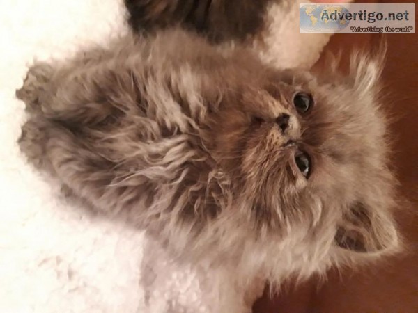 Beautiful Blue Grand Champion Persian Lines