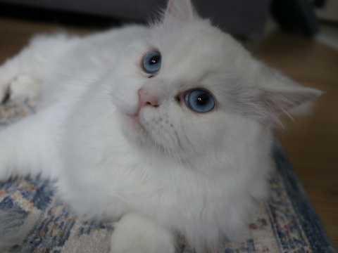 Beautiful Blue Colour Point Persian