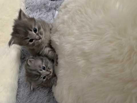 Pure Mainecoon Kittens For Sale