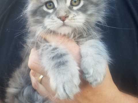 Maine Coon Cross Kittens