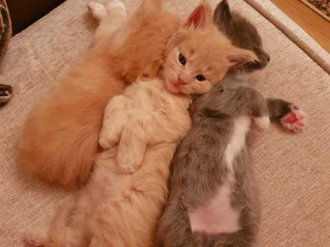 Maine Coon Kittens