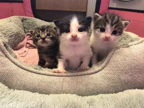 Loving Stunning Kittens