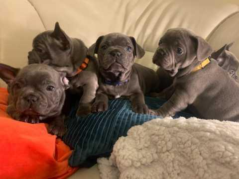 Last 2 Boys French Bulldog Puppies