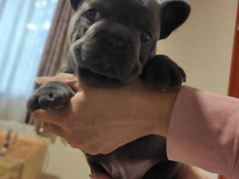 Blue Boy French Bulldog Puppy