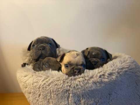 Quality French Bulldogs Pups Kc Reg