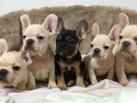 Blue French Bulldog Kc Registered