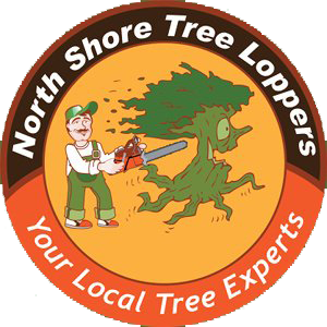 Tree Removal Northern Beaches