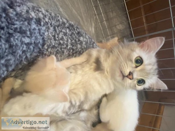 Doll Face White Persian Female Kitten