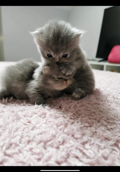 Beautiful Bluesilver Persian Kittens