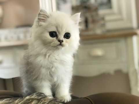 Cute Persian Kittens Currently Available