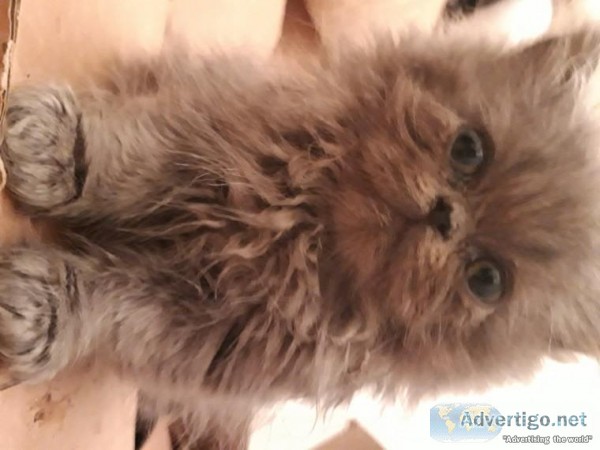 Persian Kittens Available