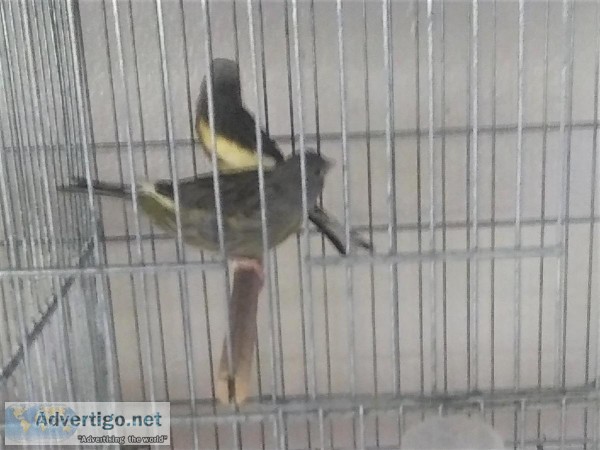 Pair of Spanish Timbrado Canaries  Pareja de Canarios Timbrado
