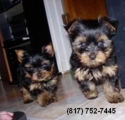 Tiny Yorkie Female Puppies