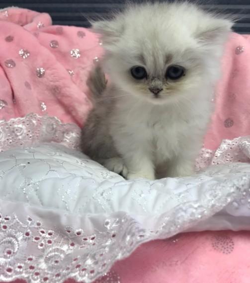 persian kitten for adoption