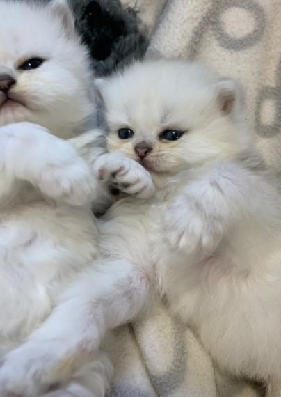 Adorable Persian Kittens Available