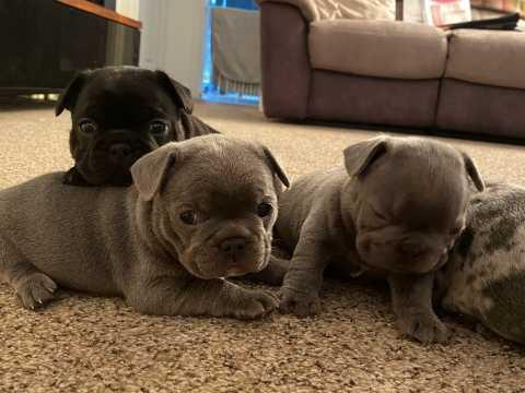 Well Trained French Bulldog Puppies