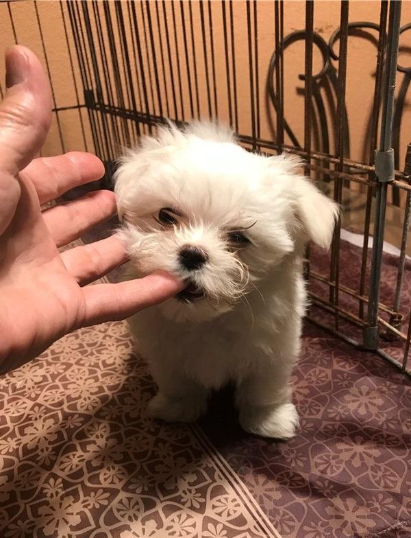 Sweet and Playful Maltese Puppies For Adoption