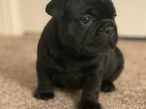 Gorgeous French Bulldog Puppies