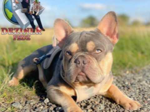 French Bulldog Puppies for Sale