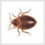 Bed Bugs Edmonton  Pestforce.ca