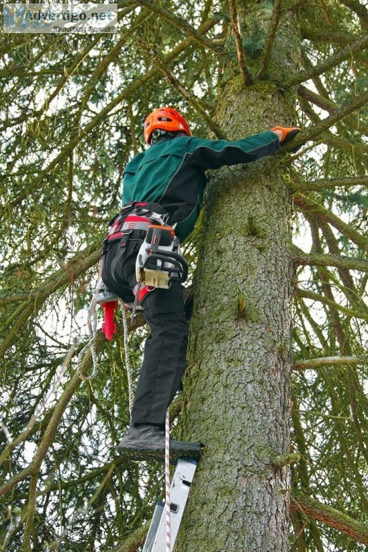 Bronx Tree Removal Service