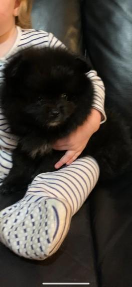 Black Girl Pomeranian For Sale