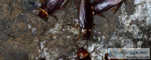 Looking for pest control cockroach services