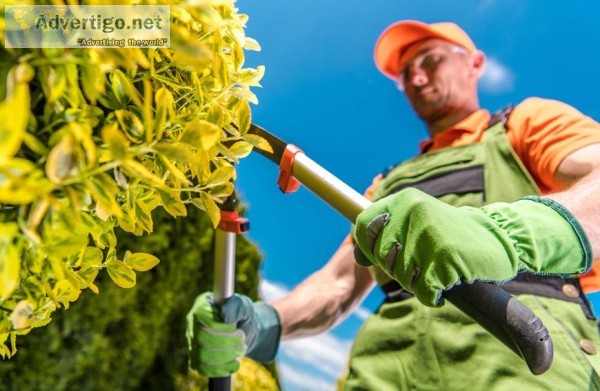 5 Top Reasons to Hire A Professional Tree Trimming Service