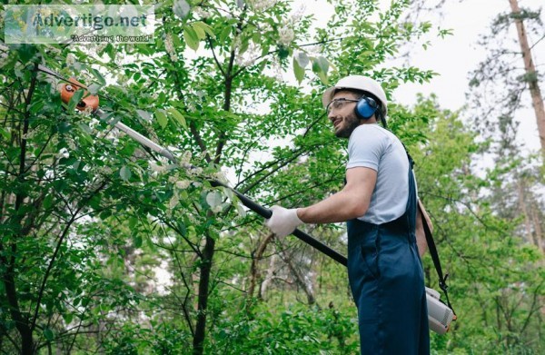 Things To Remember About Tree Care