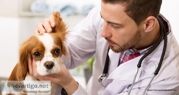 Pet Clinic and Surgery in Charlottesville VA