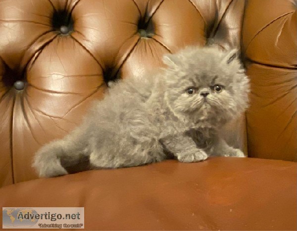 Extreme Peke Faced Blue Persian Male Kittens