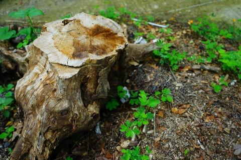 Stump Removal