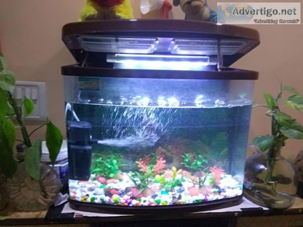 Fully Furnished Aquarium