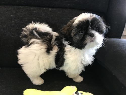 Shih Tzu puppies for sale now