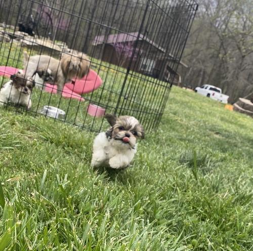 MaleFemales Shih Tzu puppies for sale