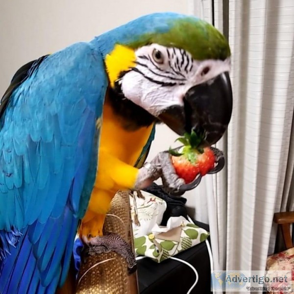 Male blue and gold macaw with large cage for sale