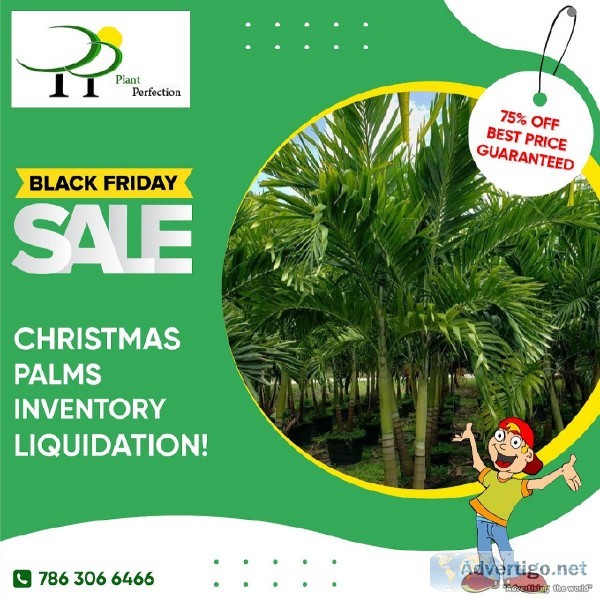 50% off Christmas Palm hedges huge inventory liquidation sale