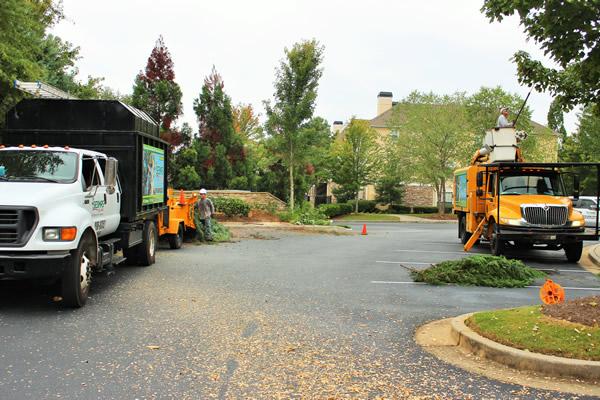 Tree Service in Buford