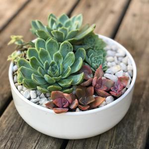 Succulent Plants Sydney  Happylittlesucculent s.com.au