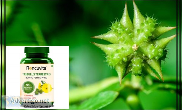 Tribulus terrestris- testosterone booster