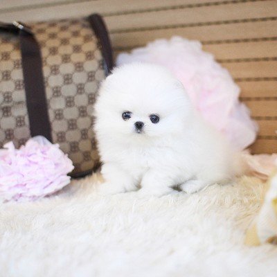 Teacup pomeranian puppies need in of home