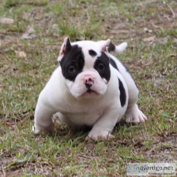 OTIS - AMERICAN BULLY PUPPY FOR SALE