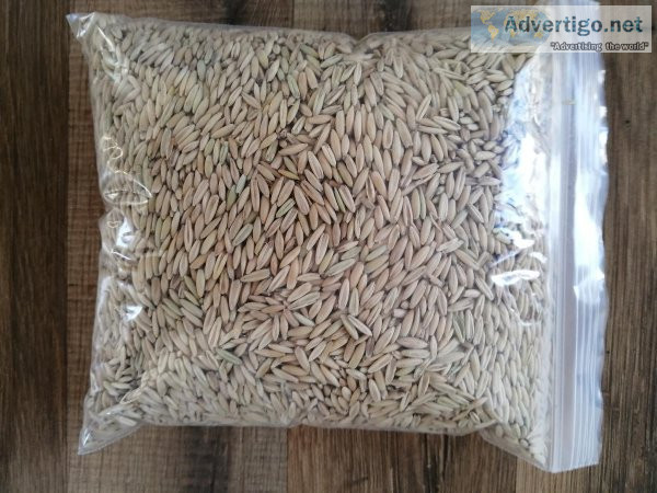 cat grass seeds