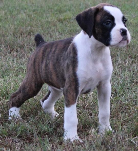 Healthy male and female Boxer puppies