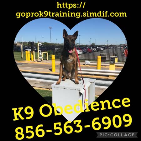 K9 control obed program offers