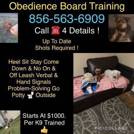 K9 control obed program offers