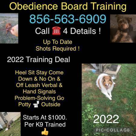 Hound canino obedience trainer