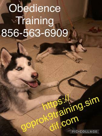 Affordable k9 solutions