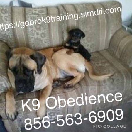 Affordable k9 solutions